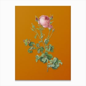 Vintage Celery Leaved Cabbage Rose Botanical on Sunset Orange n.0107 Canvas Print