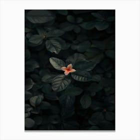 Flower In The Dark 55 Canvas Print