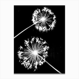 Black white alliums 1 Canvas Print