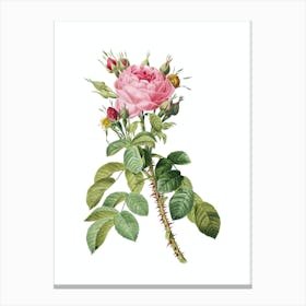 Vintage Lelieurs Four Seasons Rose Botanical Illustration on Pure White n.0954 Canvas Print