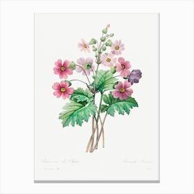 The Chinese Primrose, Pierre Joseph Redoute Canvas Print