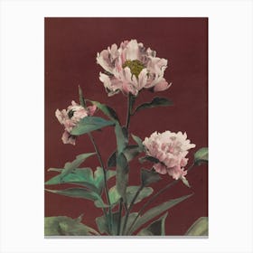 Peonies Canvas Print