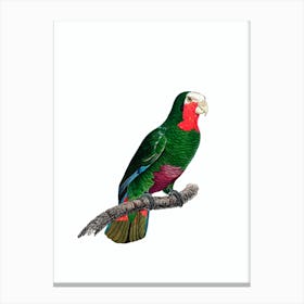 Vintage Cuban Amazon Parrot Bird Illustration on Pure White 1 Canvas Print
