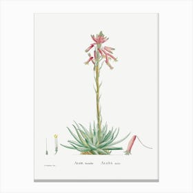 Aloe Humilis, Pierre Joseph Redoute Canvas Print