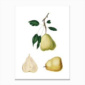 Vintage Pear Botanical Illustration on Pure White n.0623 Canvas Print