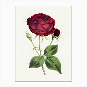 Red Rose 3 Canvas Print