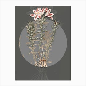 Vintage Botanical Lily of the Incas on Circle Gray on Gray n.0178 Canvas Print