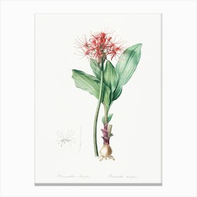 Blood Lily, Pierre Joseph Redoute Canvas Print