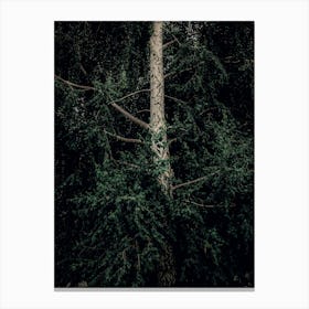 A White Birch Tree In Green Leaves Canvas Print
