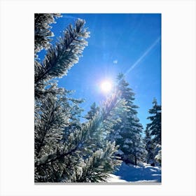 Frosted Pine Trees Glistening Under A Bright Winter Sun Their Branches Heavy With Freshly Fallen Sn (7) Canvas Print