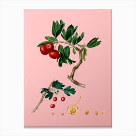 Vintage Red Thorn Apple Botanical on Soft Pink n.0080 Canvas Print