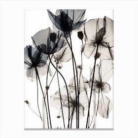 Black Poppies Canvas Print