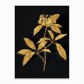 Vintage Mountain Laurel Branch Botanical in Gold on Black n.0577 Canvas Print