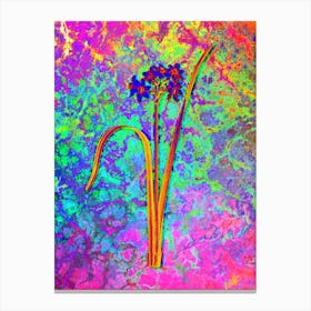 Cowslip Cupped Daffodil Botanical in Acid Neon Pink Green and Blue n.0198 Canvas Print