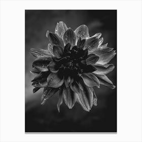 Dahlia BW2 Canvas Print