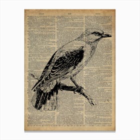 Chaffinch Bird Canvas Print