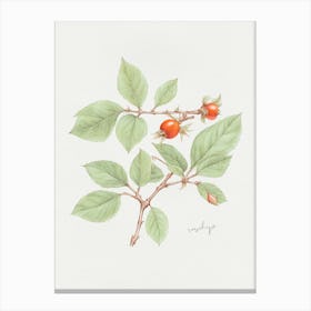 English Hedgerow Rosehip - Textured Botanical Wall Print Set | Floral Collection Art Print Canvas Print