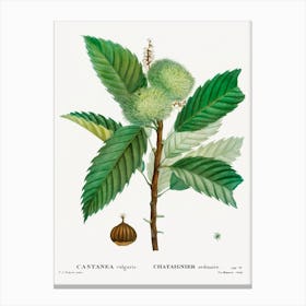 Sweet Chestnut, Pierre Joseph Redoute Canvas Print