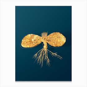 Vintage Massonia Pustulata Botanical in Gold on Teal Blue n.0229 Canvas Print