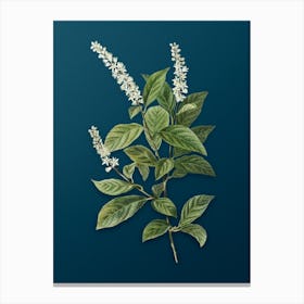 Vintage Virginia Sweetspire Botanical Art on Teal Blue n.0099 Canvas Print