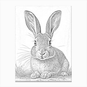Rabbit In Pencil Black And White Canvas Print