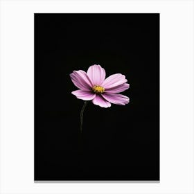 Single Pink Flower On Black Background Canvas Print