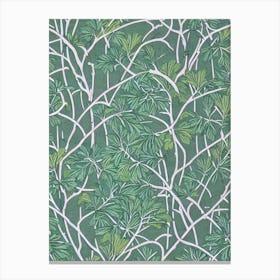 Japanese Black Pine tree Vintage Botanical Canvas Print