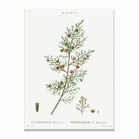 Phoenicean Juniper, Pierre Joseph Redoute Canvas Print