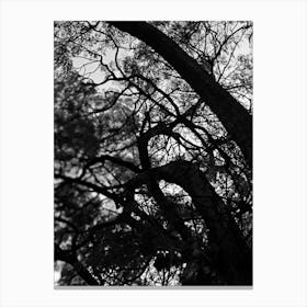 Black tree silhouette Canvas Print