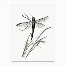 Black Saddlebags Dragonfly Pencil Illustration 1 Canvas Print