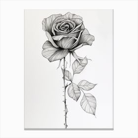 English Rose Black And White Line Drawing 17 Canvas Print