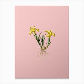 Vintage Sand Iris Botanical on Soft Pink n.0618 Canvas Print