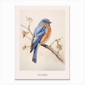 Vintage Bird Drawing Bluebird 2 Poster Canvas Print