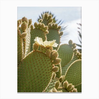 Blooming Cactus Plant Canvas Print