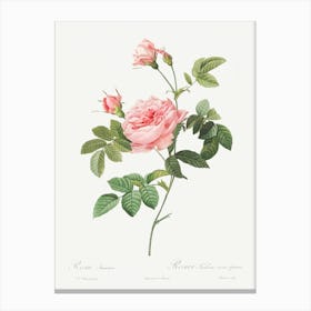 Boursault Rose, Pierre Joseph Redoute Canvas Print