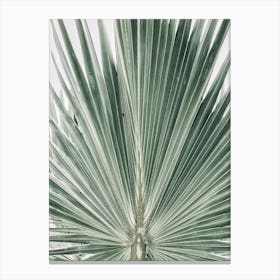 Palm Tree 5 Canvas Print