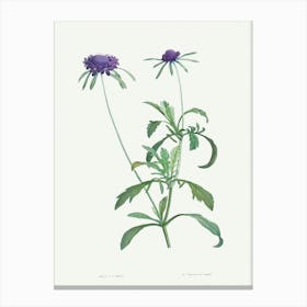 Allium Atropurpureum, Pierre Joseph Redoute Canvas Print