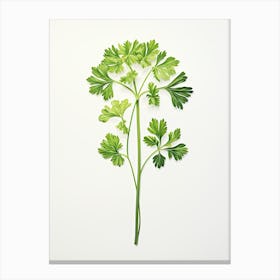 Parsley Vintage Botanical Herbs 2 Canvas Print