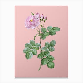 Vintage Damask Rose Botanical on Soft Pink n.0275 Canvas Print