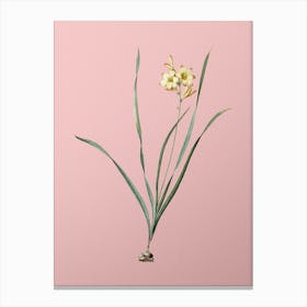 Vintage Gladiolus Lineatus Botanical on Soft Pink n.0509 Canvas Print