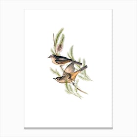 Vintage Buff Bellied Shrike Thrush Bird Illustration on Pure White n.0097 Canvas Print