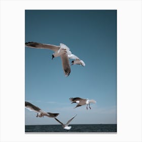 Flying Gulls Canvas Print