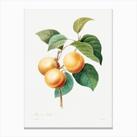 Peaches, Pierre Joseph Redoute Canvas Print
