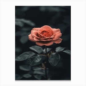 Rose Wallpaper, Rose Wallpaper, Rose Wallpaper Canvas Print