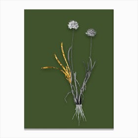 Vintage Allium Carolinianum Black and White Gold Leaf Floral Art on Olive Green n.0522 Canvas Print