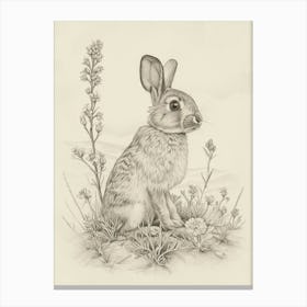 Argente Rabbit Drawing 3 Canvas Print