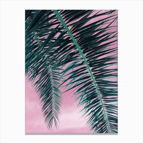 Date palm leaves and pink sky Canvas Print