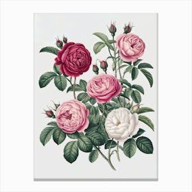 A Botanical Illustration Of Various Type Roses Canvas Print