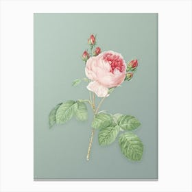 Vintage Pink Cabbage Rose Botanical Art on Mint Green n.0821 Canvas Print