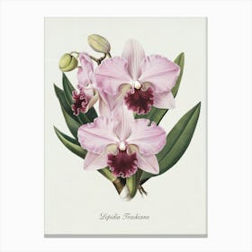 Orchid Botanical Illustration - Lepidia Traskiana Art Print
A detailed botanical illustration of the elegant Lepidia Traskiana orchid, showcasing its delicate pink petals and deep magenta center. A timeless piece that adds a touch of sophistication and natural beauty.
Perfect for a bedroom, living room, or study, enhancing the space with elegance and botanical charm. Canvas Print